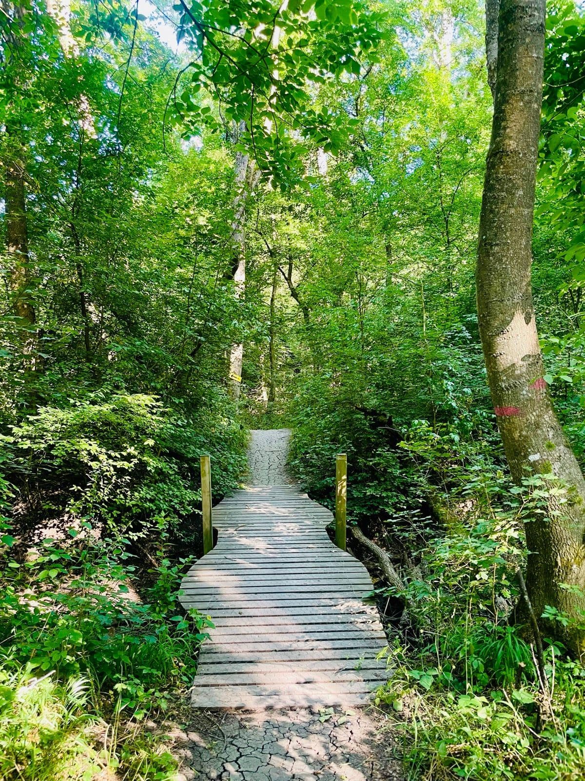 Lunga - Jimbolia route